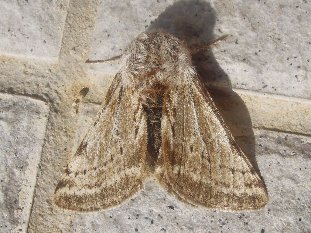 Lycia florentina